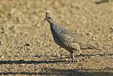 Scaled Quail